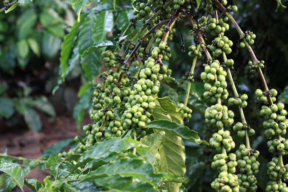 green coffee beans
