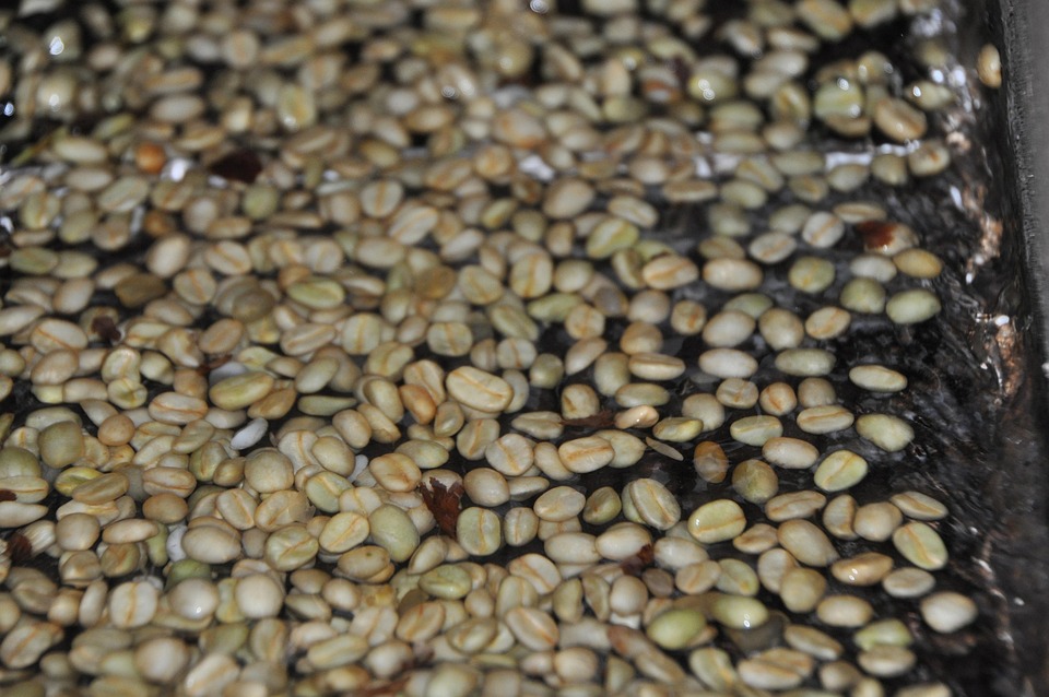 washed coffee process