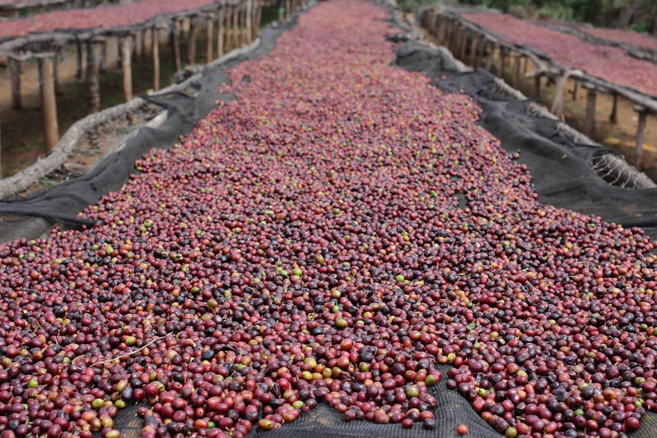natural coffee process